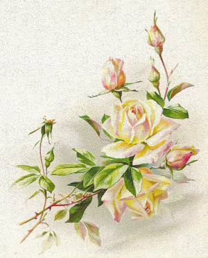 ... quote on one of the pages since it was in close proximity to the roses