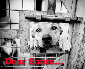 Dear Santa...please find all the homeless pets a home for Christmas