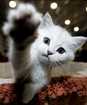 Very funny cat pictures Funny quotes 'n' Cat picture