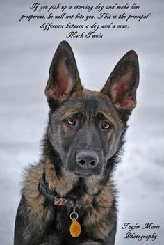 Von Woden Kennels - Maine German Shepherds Dogs, Gorgeous Dogs, German ...
