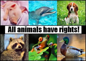 Animal Rights Animal Rights