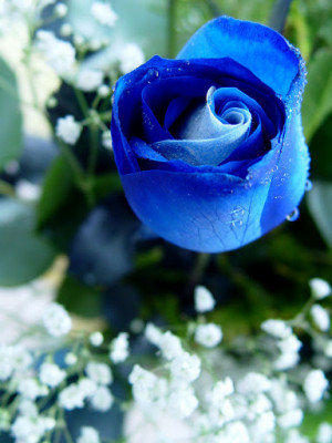 Blue Rose is new to the flower kingdom