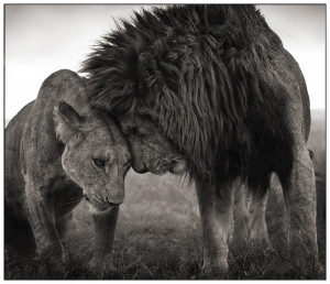 Lions Lion Love