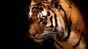mm81-tiger-jk-dark-animal-love-nature