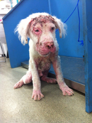 apologize for such graphic pictures, but I’m not sugarcoating this ...