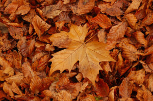 Autumn is a second spring when every leaf is a flower. ~ Albert Camus