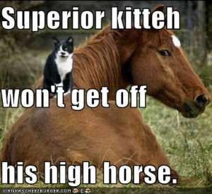 funny-pictures-superior-cat-on-horse.jpg