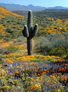 Springtime in Sonoran Desert More