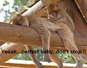 funny-monkey-getting-a-massage.jpg