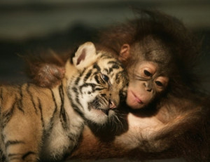 animals, cute, friends, monkey, photography, tiger, tiger cub