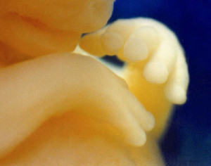 Lennart Nilsson On Fetal Development