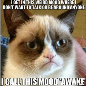 13 New Grumpy Cat Memes