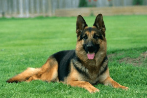 German Shepherd Dog Insurance
