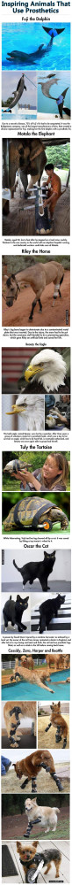 193828-Inspiring-Animals-That-Use-Prosthetics.jpg