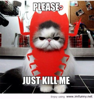 Stop cat abuse seriously stop!!! | Funny Pictures, Funny Quotes ...