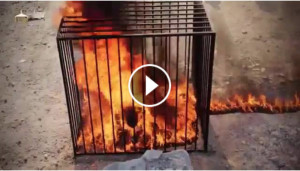 Here is the video of the Jordanian pilot being burnt alive. It is very ...