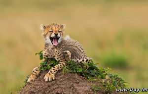 17 very funny photo captions