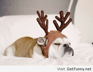 Grumpy Reindeer dog - Funny Pictures, Funny Quotes, Funny Memes, Funny ...