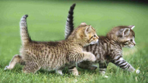 Funny And Cute Cat Pictures 30 Desktop Background Wallpaper