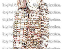 ... Corn JPG Indian Corn clipart. Transparent Indian Corn. Scrapbook