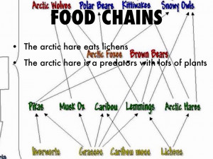 Arctic Hare Food Chain