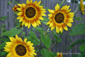 autumn-beauty-sunflowers.jpg