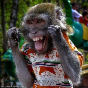 Happy Monkey : This picture was posted 9/19/2010, it has 30,898 views ...