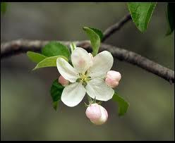 spring spring quote quotes of spring spring quotes inspiring quotes ...