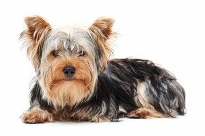 yorkshire terriers or yorkies are a toy breed originally bred to hunt ...