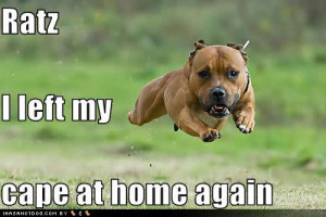 Funny Pit Bull Pictures