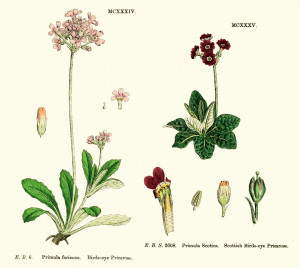 The families of flowering plants