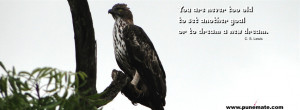 bird changeable hawk eagle or crested hawk eagle near pune