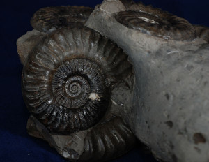 Best ammonite of the lot is this one, 2.5
