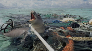 The Great Pacific garbage patch – an environmental disaster?