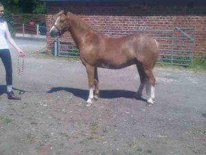 Greenmeadows Christian Dior