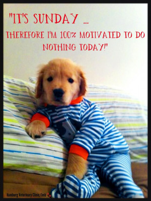 Sunday humor | Sunday Funday | Cute dog| Pajamas - Relaxing | Doing ...
