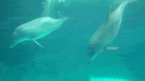 Dolphins Blowing & Playing With Bubbles