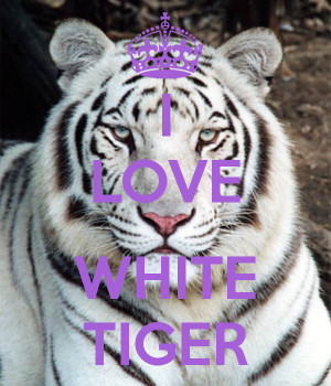 white tiger love