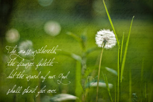 Dandelion Quotes And Sayings