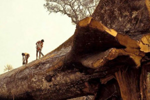 Loggers Accidentally Cut Down World’s Oldest Tree In Amazon Forest