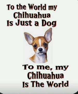 chihuahua dogs