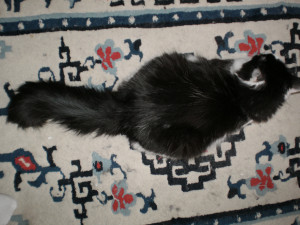 Larry the Lobster Quotes