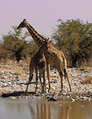 Giraffe Waterhole Namibia
