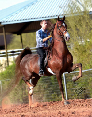 American Saddlebred