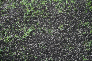 Grass Seeding and Reseeding