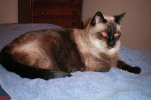 Dark Traditional Siamese Cat photo by iamcootis on Flickr.