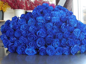amazing-blue-blue-rose-cute-Favim.com-1029275.png