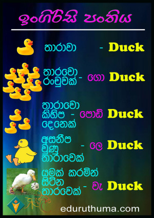 funny pictures, FUNNY IMAGES, DUCK. FUNNY PHOTOES, SINHALA JOKES ...
