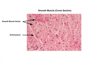 Search Results for: Cross Section Of Muscle
