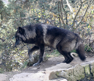 ... gender female species of dog wolf grey wolf rank alpha female pic
